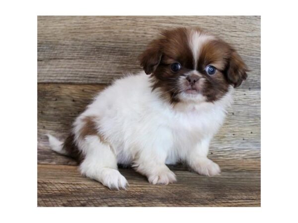 Pekingese-DOG-Female-Chocolate Sable-11683-Petland Henderson, Nevada