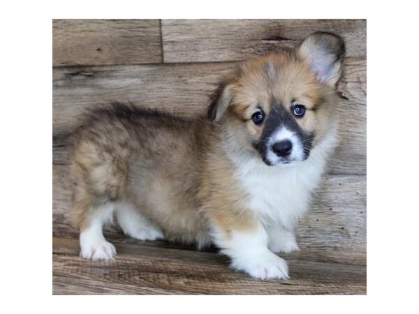 Pembroke Welsh Corgi DOG Male Sable / White 11684 Petland Henderson, Nevada