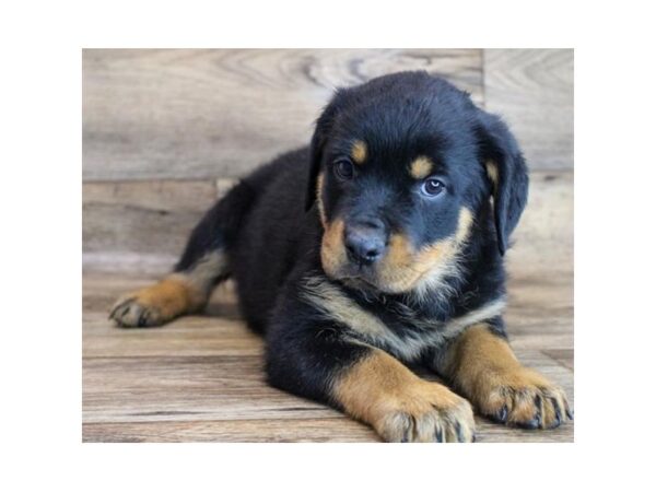 Rottweiler DOG Female Black / Tan 11686 Petland Henderson, Nevada