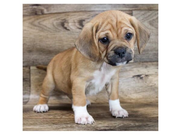 Puggle-DOG-Female-Apricot-11690-Petland Henderson, Nevada