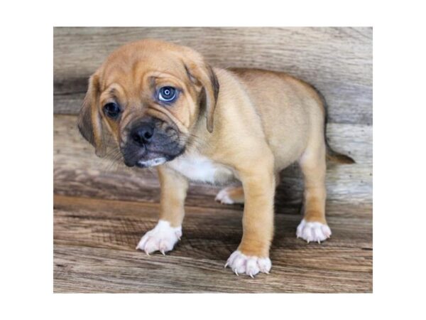 Puggle DOG Male Apricot 11691 Petland Henderson, Nevada