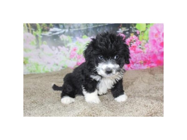 Mini Bernardadoodle DOG Female Black / White 11678 Petland Henderson, Nevada