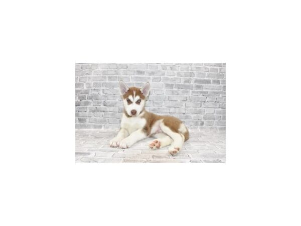 Siberian Husky DOG Male Red and White 11699 Petland Henderson, Nevada