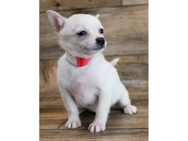 Chihuahua-DOG-Female-Cream-11705-Petland Henderson, Nevada
