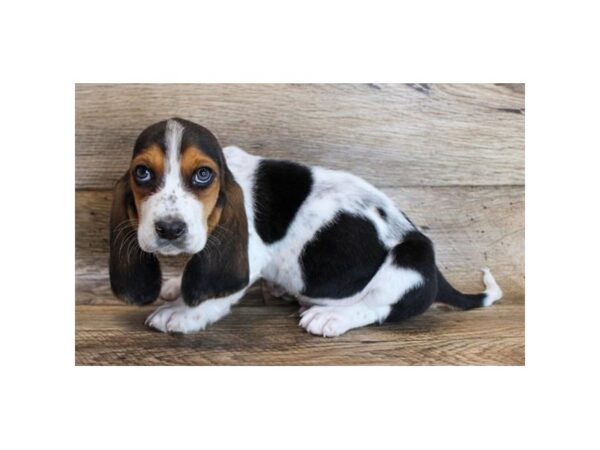 Basset Hound DOG Male Black Tan / White 11702 Petland Henderson, Nevada