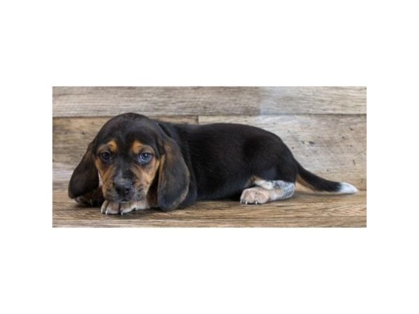 Beagle DOG Female Black Tan / White 11703 Petland Henderson, Nevada