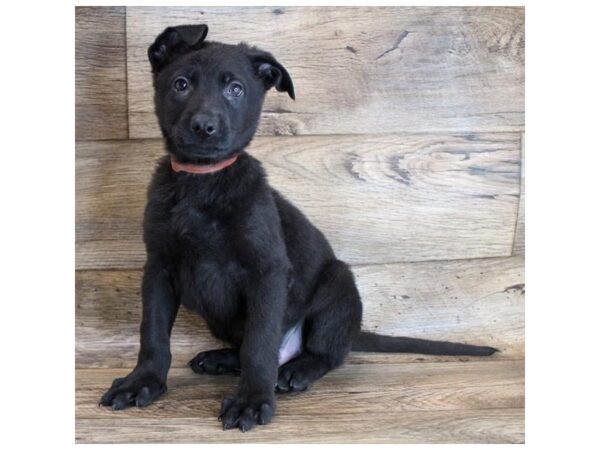 German Shepherd Dog DOG Male Black 11715 Petland Henderson, Nevada