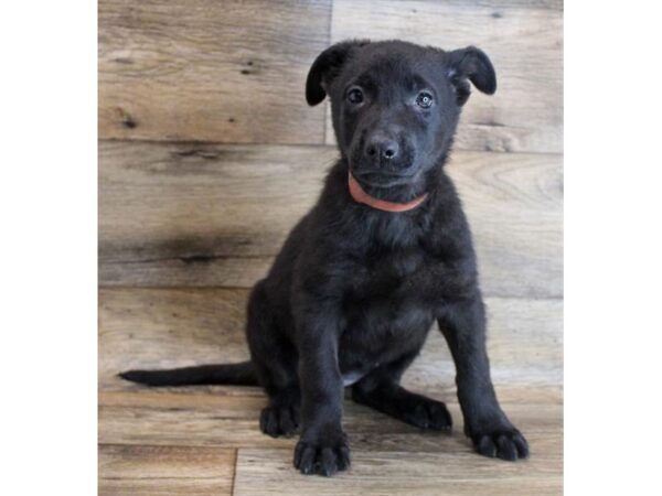 German Shepherd Dog-DOG-Female-Black-11716-Petland Henderson, Nevada