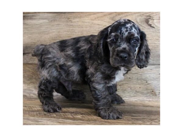 Cocker Spaniel DOG Male Blue Roan 11707 Petland Henderson, Nevada