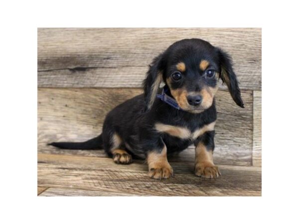 Chiweenie DOG Male Black / Tan 11714 Petland Henderson, Nevada