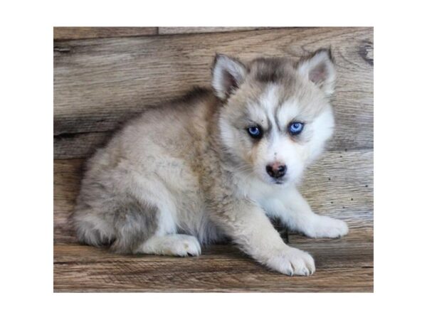 Siberian Husky DOG Female Agouti / White 11710 Petland Henderson, Nevada