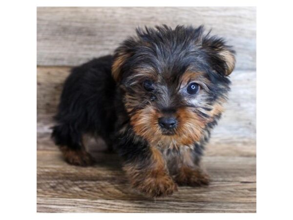 Yorkshire Terrier DOG Male Black / Tan 11712 Petland Henderson, Nevada