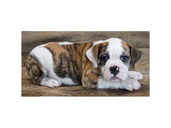 Olde English Bulldog-DOG-Female-Red Brindle-11713-Petland Henderson, Nevada