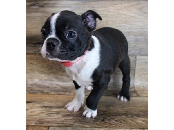 Boston Terrier DOG Female Black / White 11704 Petland Henderson, Nevada