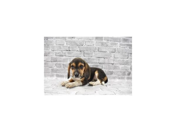 Beagle DOG Male Black Tan and White 11720 Petland Henderson, Nevada