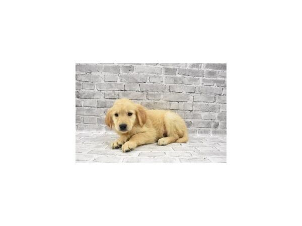 Golden Retriever DOG Male Golden 11718 Petland Henderson, Nevada