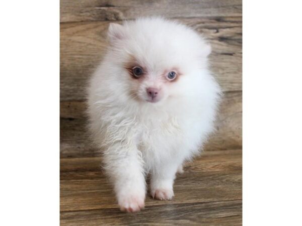 Pomeranian-DOG-Male-Cream-11727-Petland Henderson, Nevada