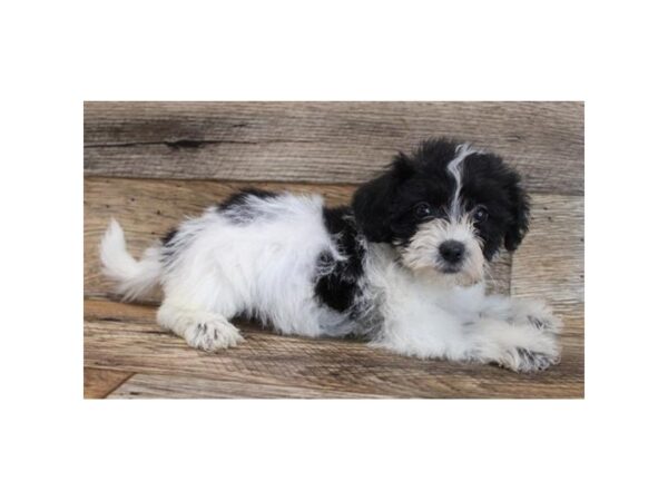 Yochon DOG Female Black / White 11723 Petland Henderson, Nevada