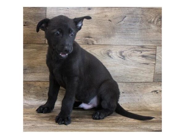 German Shepherd Dog-DOG-Male-Black-11724-Petland Henderson, Nevada