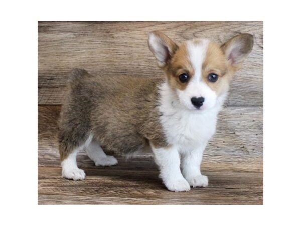 Pembroke Welsh Corgi DOG Female Sable / White 11726 Petland Henderson, Nevada