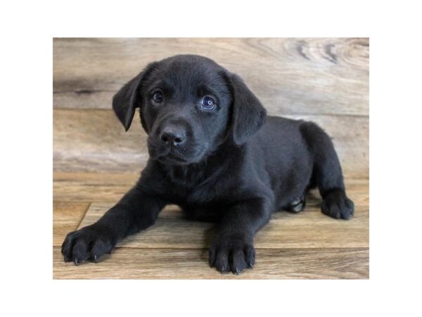 Labrador Retriever DOG Male Black 11725 Petland Henderson, Nevada