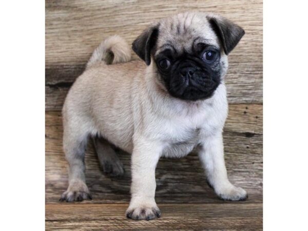 Pug DOG Male Fawn 11728 Petland Henderson, Nevada