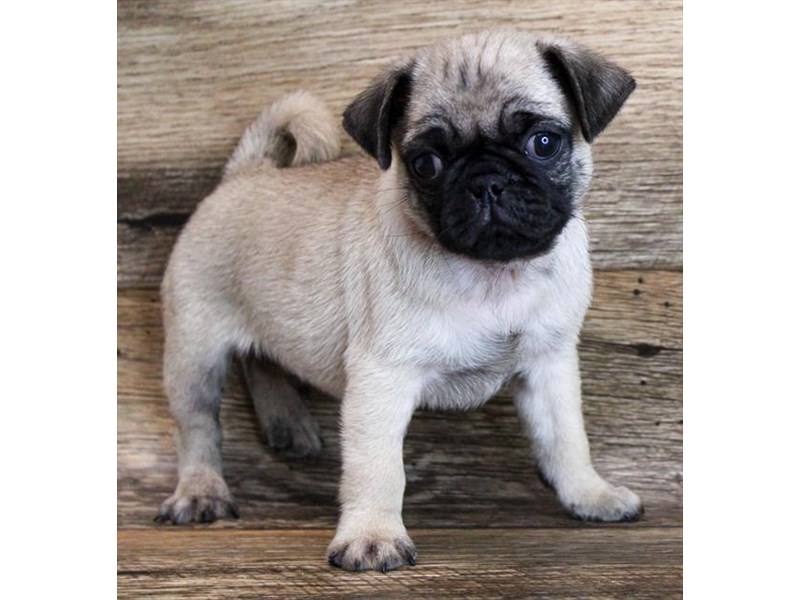 PugDOGMaleFawn3123504Petland Henderson, Nevada