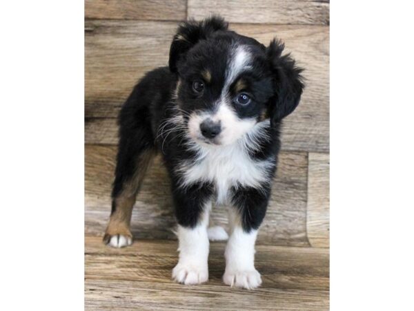 Miniature Australian Shepherd-DOG-Male-Black Tan / White-11721-Petland Henderson, Nevada