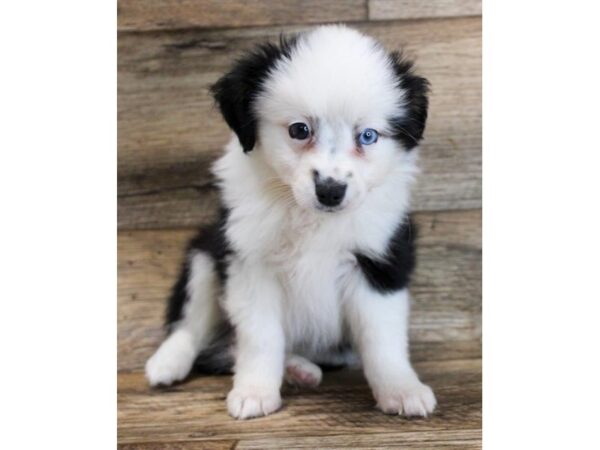 Miniature Australian Shepherd DOG Male Black Tan / White 11722 Petland Henderson, Nevada