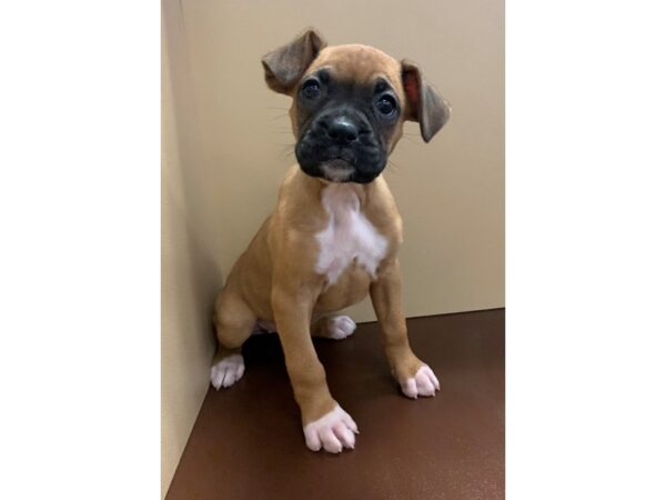 Boxer DOG Female Fawn / White 11729 Petland Henderson, Nevada