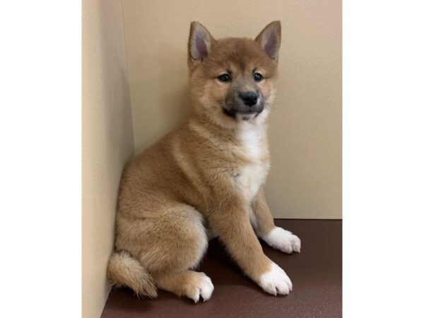 Shiba Inu DOG Female Red / White 11731 Petland Henderson, Nevada