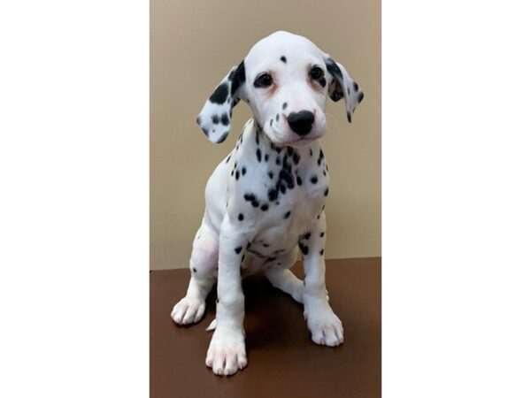 Dalmatian DOG Female White/ Black Spots 11732 Petland Henderson, Nevada