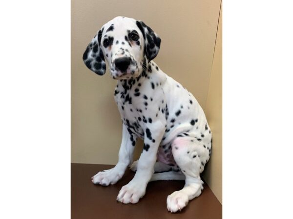 Dalmatian DOG Male White/ Black Spots 11734 Petland Henderson, Nevada