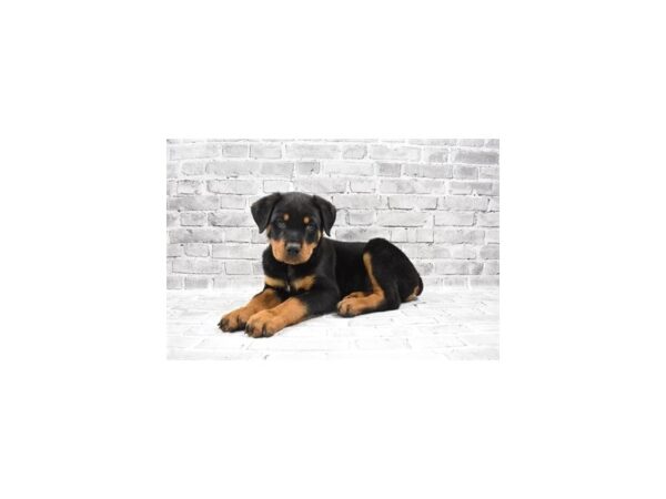 Rottweiler DOG Male Black and Mahogany 11753 Petland Henderson, Nevada