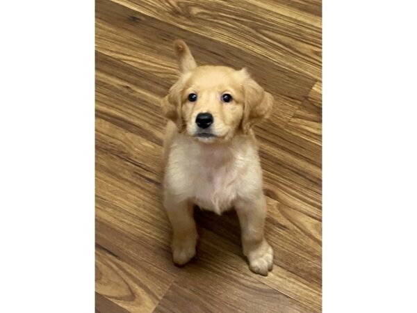 Golden Retriever DOG Male Golden 11730 Petland Henderson, Nevada