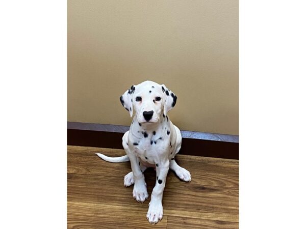 Dalmatian DOG Male White/ Black Spots 11733 Petland Henderson, Nevada