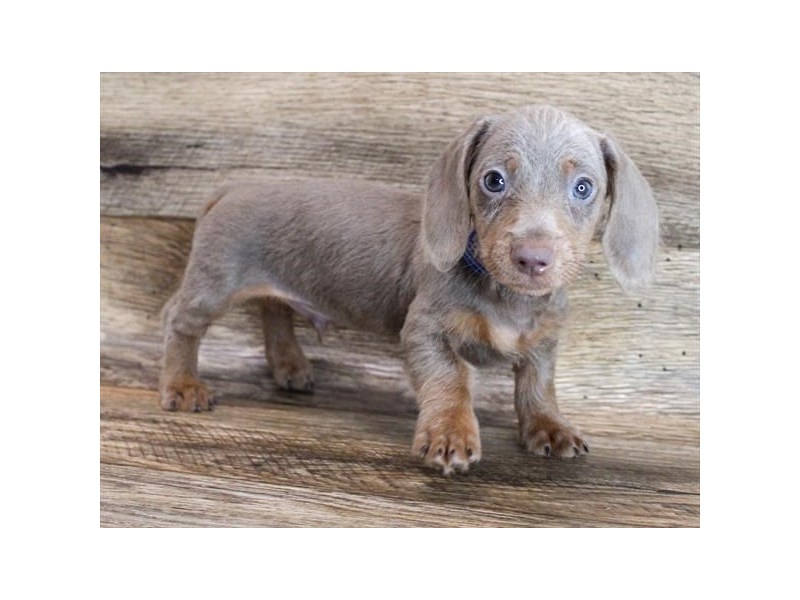 What Is An Isabella Dachshund