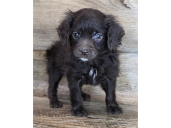 Cock A Poo-DOG-Male-Chocolate-11746-Petland Henderson, Nevada