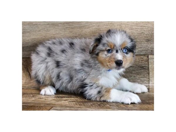 Miniature Australian Shepherd-DOG-Male-Blue Merle-11741-Petland Henderson, Nevada