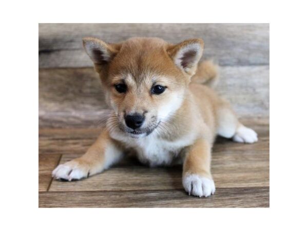 Shiba Inu DOG Female Red 11739 Petland Henderson, Nevada