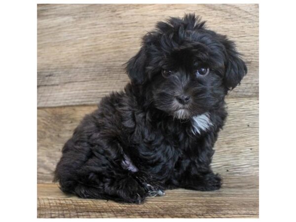 Havapoo-DOG-Male-Black-11747-Petland Henderson, Nevada