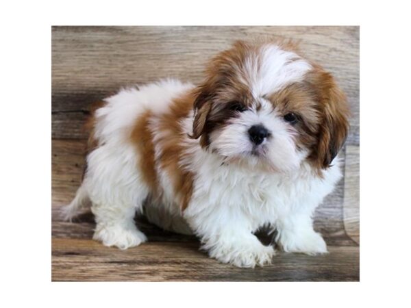 Shih Tzu DOG Male Gold / White 11740 Petland Henderson, Nevada