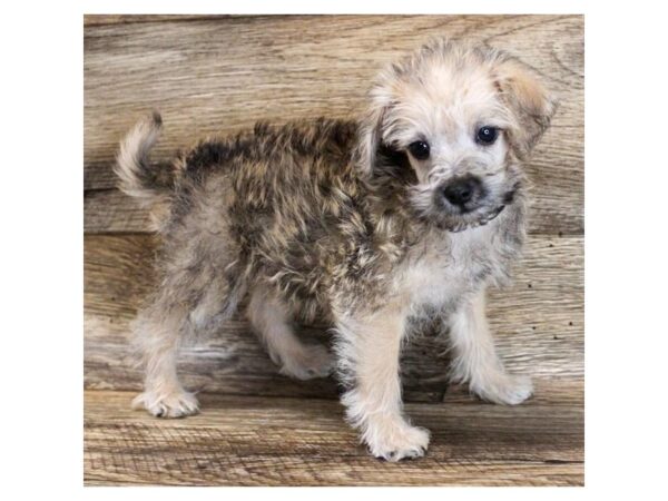 Poodle/Miniature Schnauzer-DOG-Male-Salt / Pepper-11744-Petland Henderson, Nevada