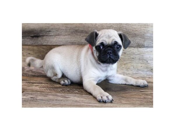 Pug/Chihuahua-DOG-Male-Fawn-11743-Petland Henderson, Nevada