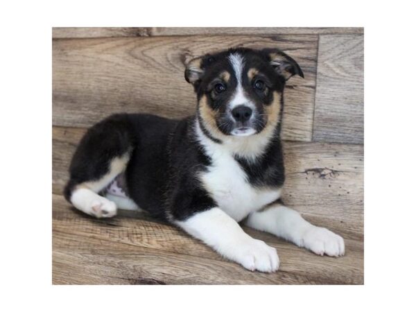 Australian Shepherd/Pembroke Welsh Corgi-DOG-Female-Black / Tan-11745-Petland Henderson, Nevada