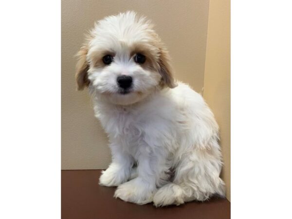 Cavachon-DOG-Female-Blenheim-11742-Petland Henderson, Nevada