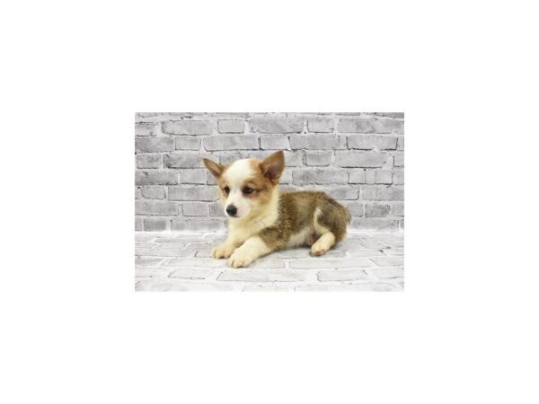 Pembroke Welsh Corgi DOG Male Sable 11768 Petland Henderson, Nevada