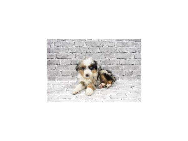 Miniature Australian Shepherd-DOG-Male-Blue Merle White and Tan-11765-Petland Henderson, Nevada