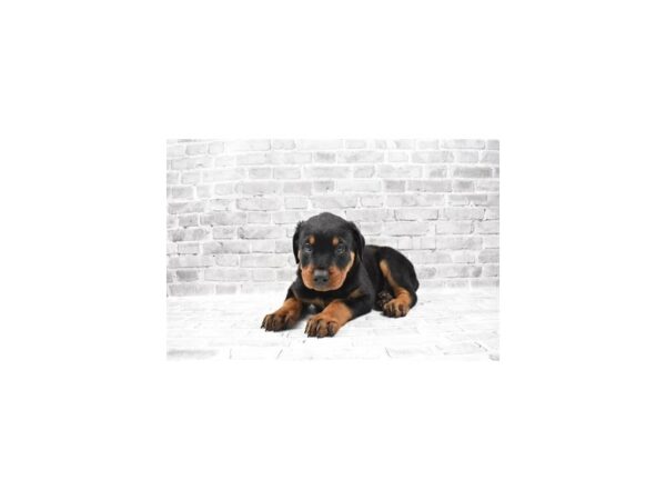 Rottweiler DOG Male Black and Rust 11770 Petland Henderson, Nevada