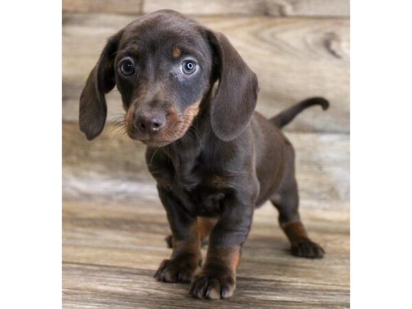 Dachshund DOG Female Chocolate / Tan 11761 Petland Henderson, Nevada